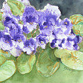 African Violets