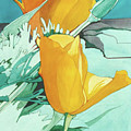 California Poppies