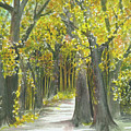 Autumn In The Woods