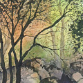 Sunset through the Trees